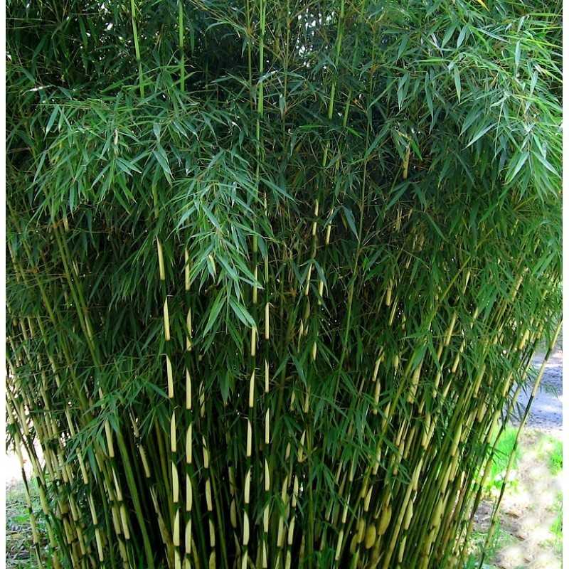 bambú Fargesia variedades plantas