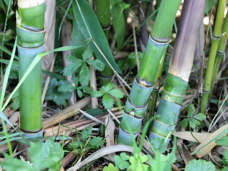 bambu aurea
