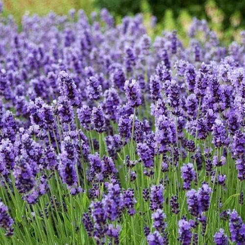 100 piezas de semillas de lavanda púrpura para plantar flores de hierbas perennes para jardín al aire libre fácil de cuidar de una sensación de logro