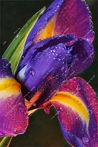 100 unidades de semillas de flores de iris, bonsái, phalaenopsis, orquídeas, semillas de flores perennes, plantas de crecimiento natural 22