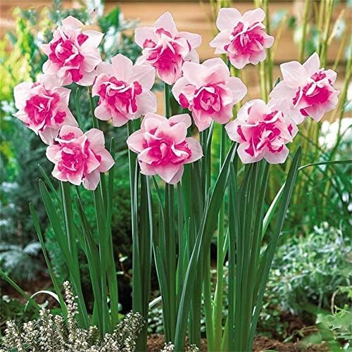 5x Narciso Planta Bulbos de flores Narcisos Flores para plantar Bulbos Narcisos Canaliculatis