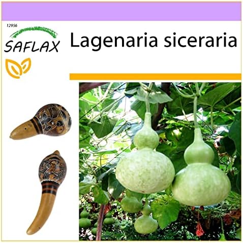 SAFLAX - Calabaza de peregrino - 15 semillas - Lagenaria siceraria